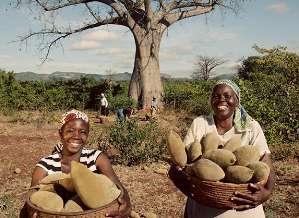 Two African women holding baobab tree fruit in wicker baskets