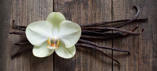 Vanilla-The Only Edible Flower Plant In The Orchid Family