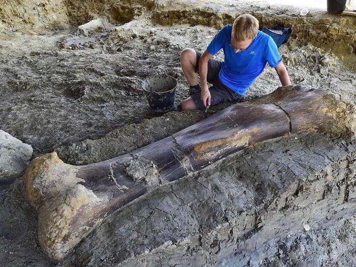 140 Million-Year-Old, 500 Kg Dinosaur Femur Discovered In France