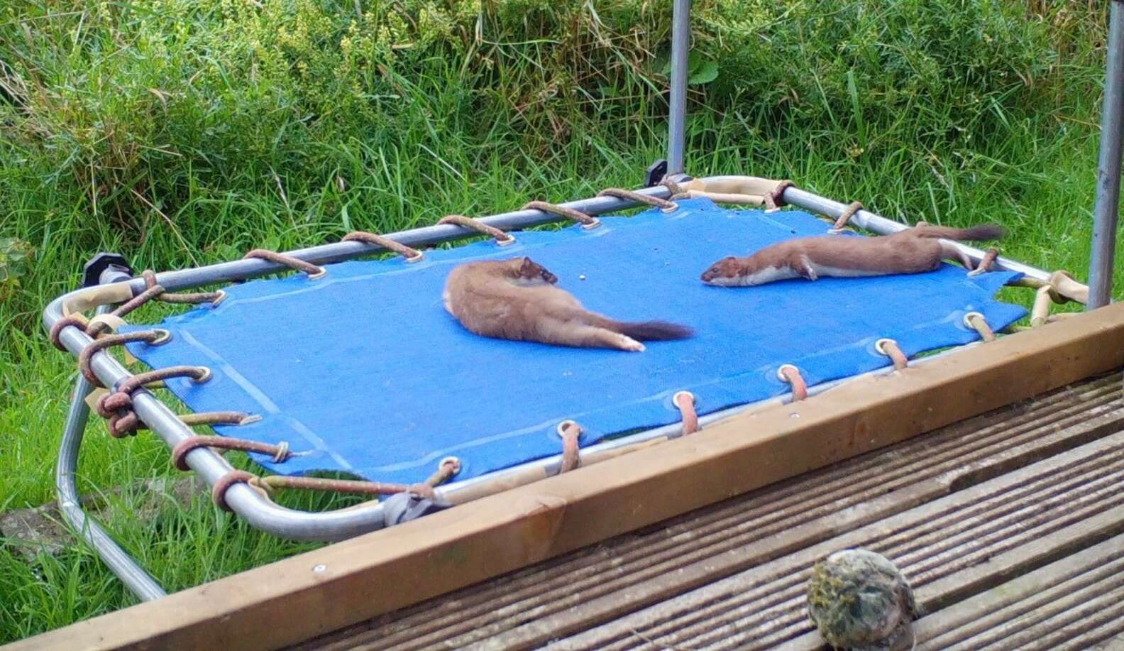 Two little stoats is rubbing their bellies in a blue trampoline