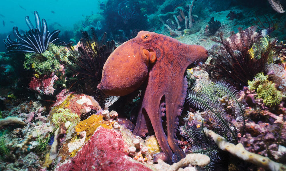 A shot of day octopus lying on seabed