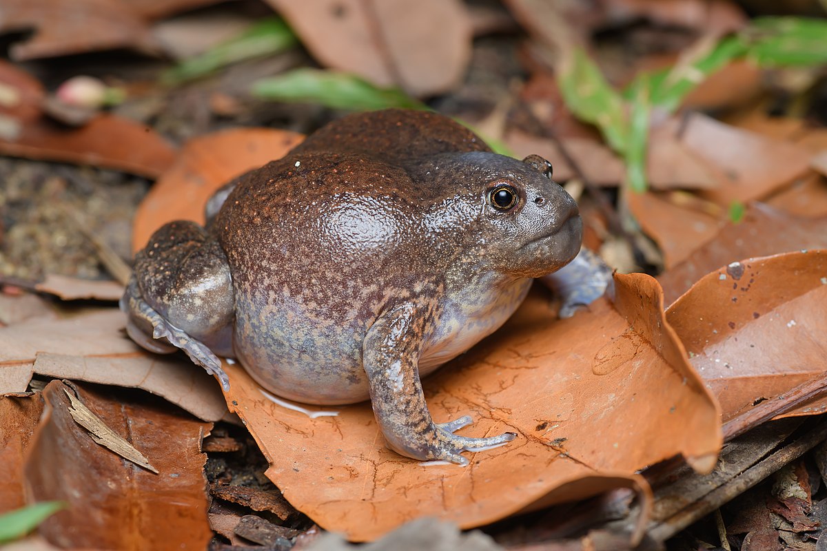 A Blunt-headed Burrowing Frog is on the top of dried leaves