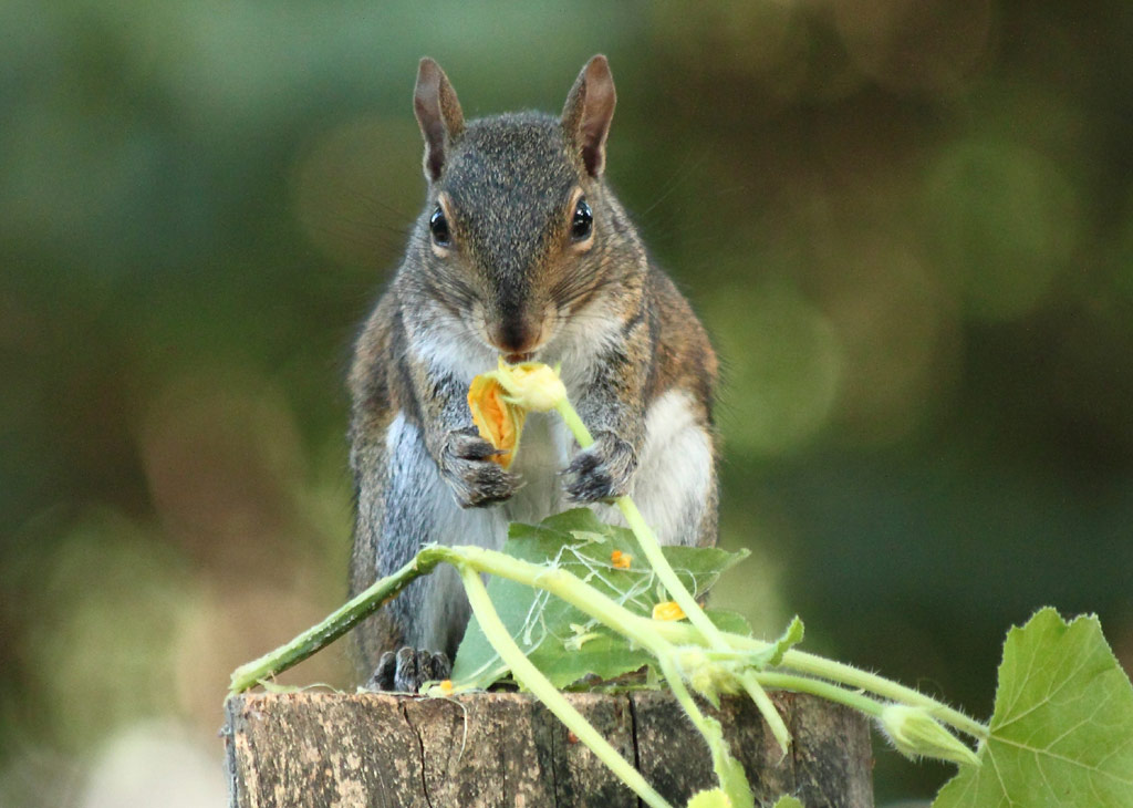 On top of the wood, a squirrel is eating a squash blossom