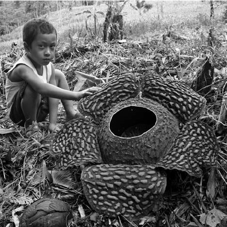 Black and white picture of a child siiting next to a gigantic Rafflesia flower in forest with his hand on the flower