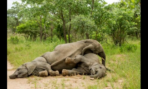 Drunk elephants lying on the ground
