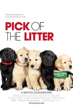 Netflix Have A New Documentary Called ‘Pick Of The Litter’ About The Training Of Guide Dogs