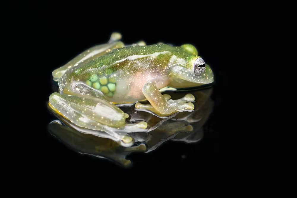 Glass Frog (Hyalinobatrachium Valerioi) - A Real See-Through Creature