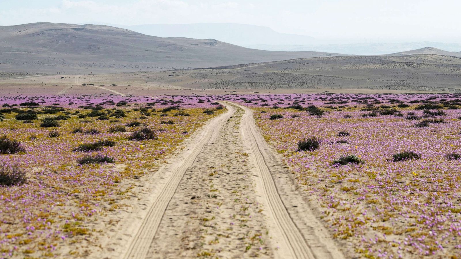 Desert bloom in atacama desert Chile