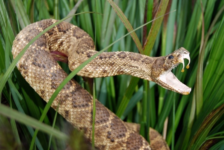 Brown and dark brown snake moving in the fields