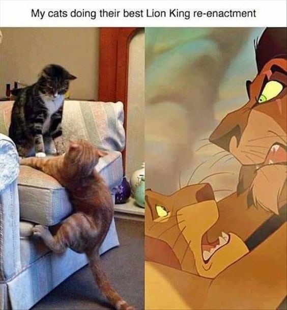 A side by side picture of Scar killing Mufasa, and two cats reenacting the scene on a couch