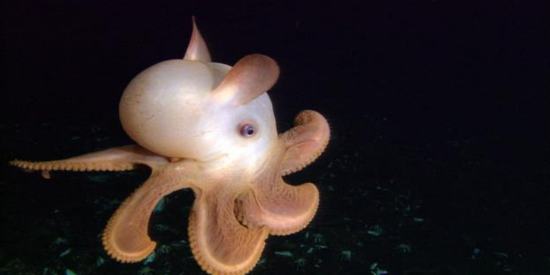 Orange and white dumbo octopus in the deep sea