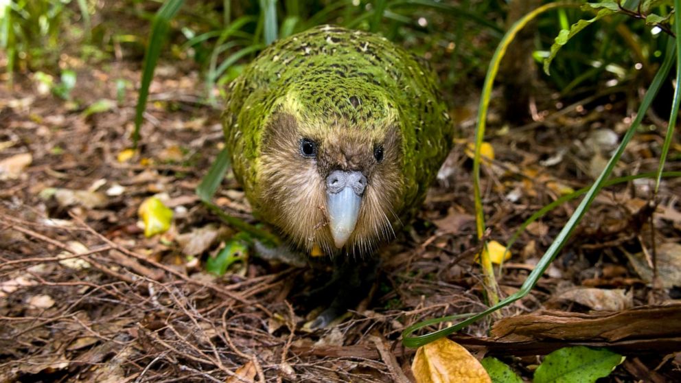 Kakapo - A Flightless Parrot Species
