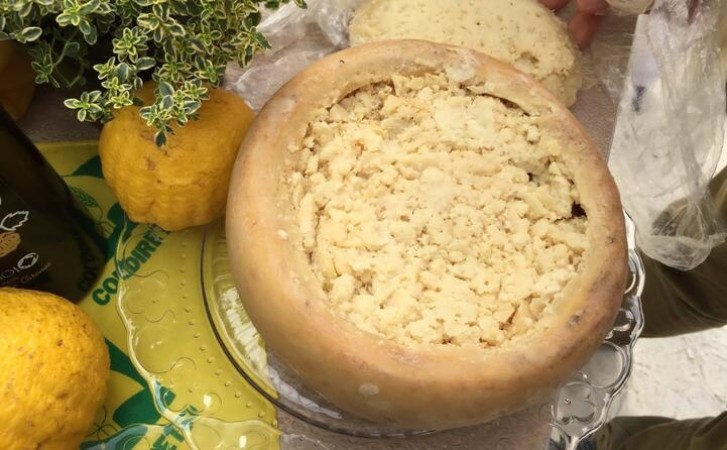 Casu Marzu Cheese - The Most Deadly And Bizarre Cheese Type