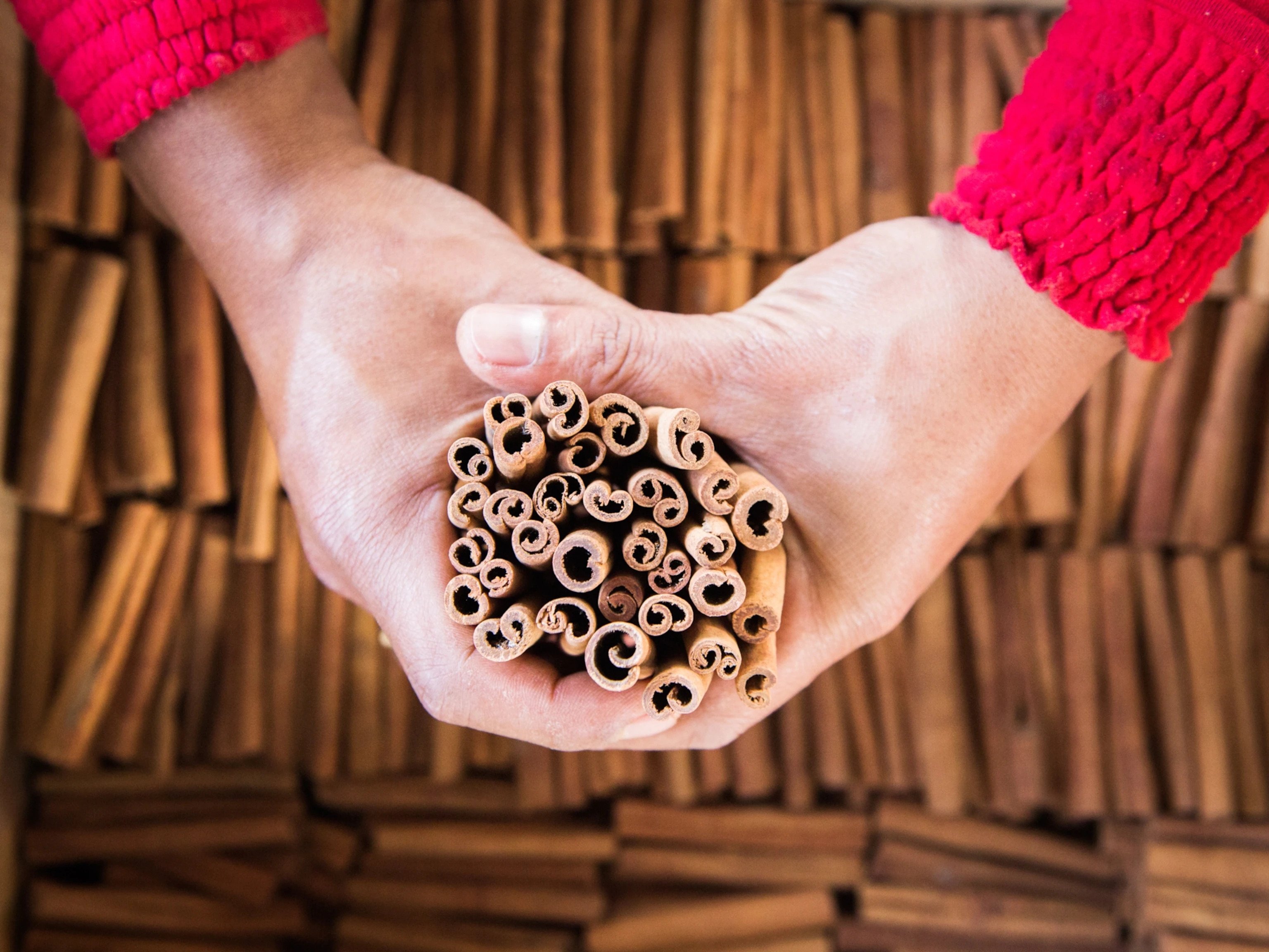 Harvesting Cinnamon - Production Of The Most Lovely And Fragrant Spice