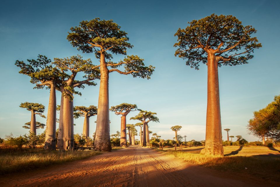 Evening view of the majestic baobab trees in the ground
