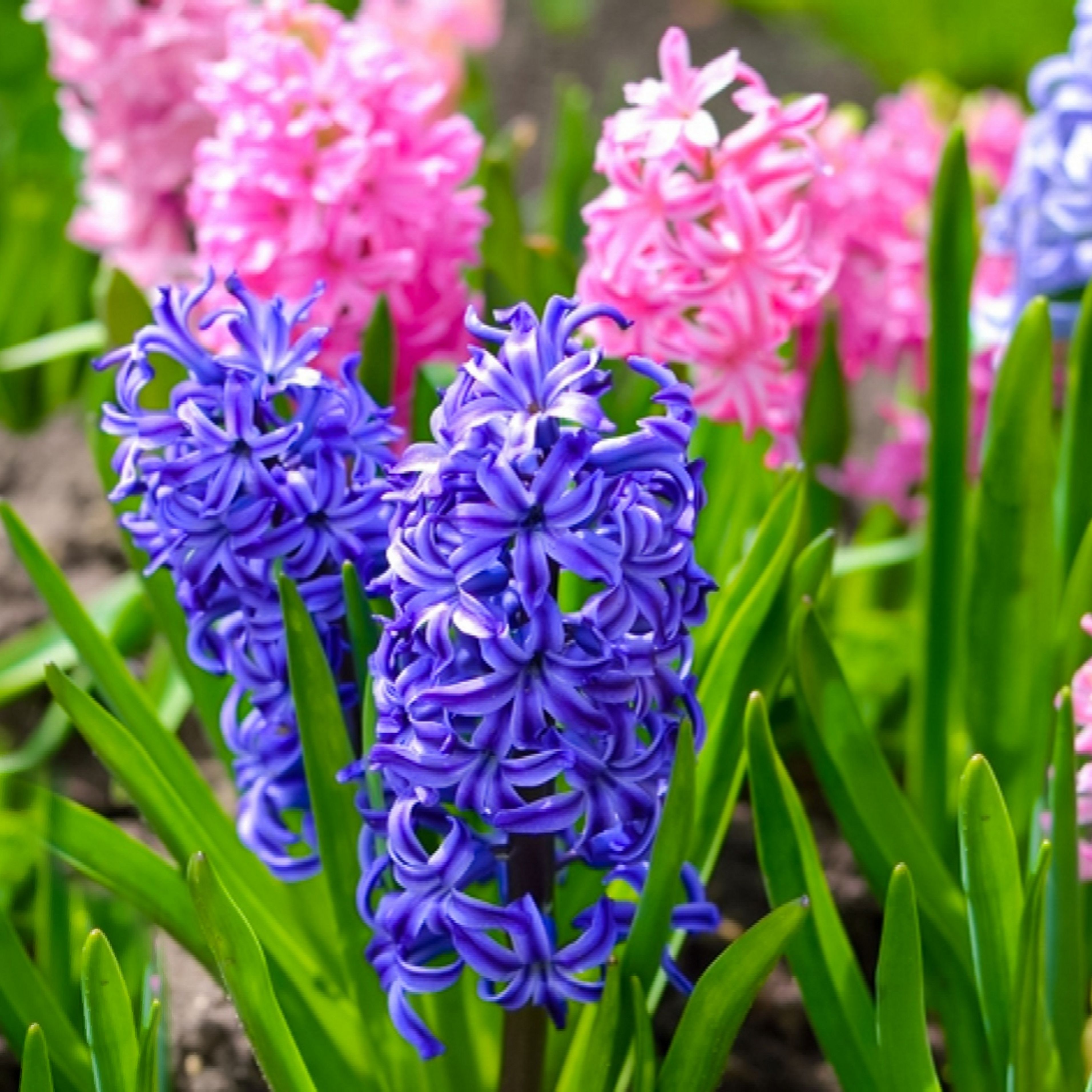 Blue and pink colored hyacinth plants on their stalks