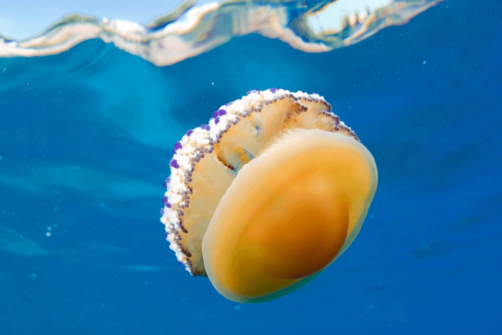A jelly fish that looks like a fried egg in the sea