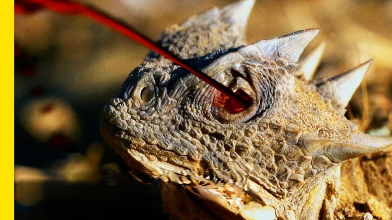 Greater Short-Horned Lizard Ejects Blood From Eyes When It Feels Threatened