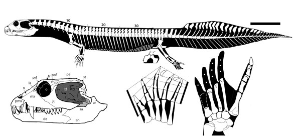 Black and white drawing of vancleavea skeleton and body structure