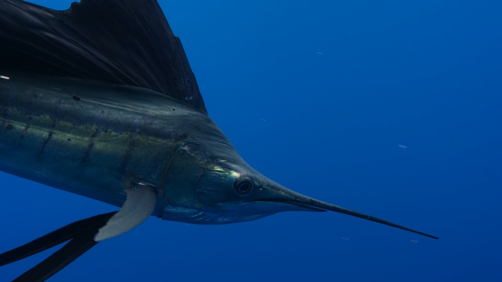 A closed view of a swordfish in the sea