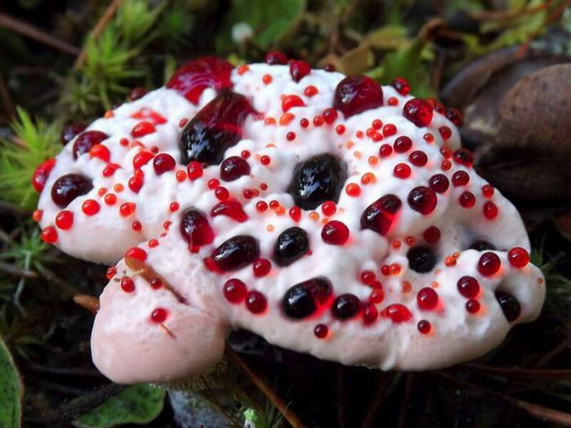 Bright red and dark red colored blood like spots on a white foamy texture cap of a mushroom