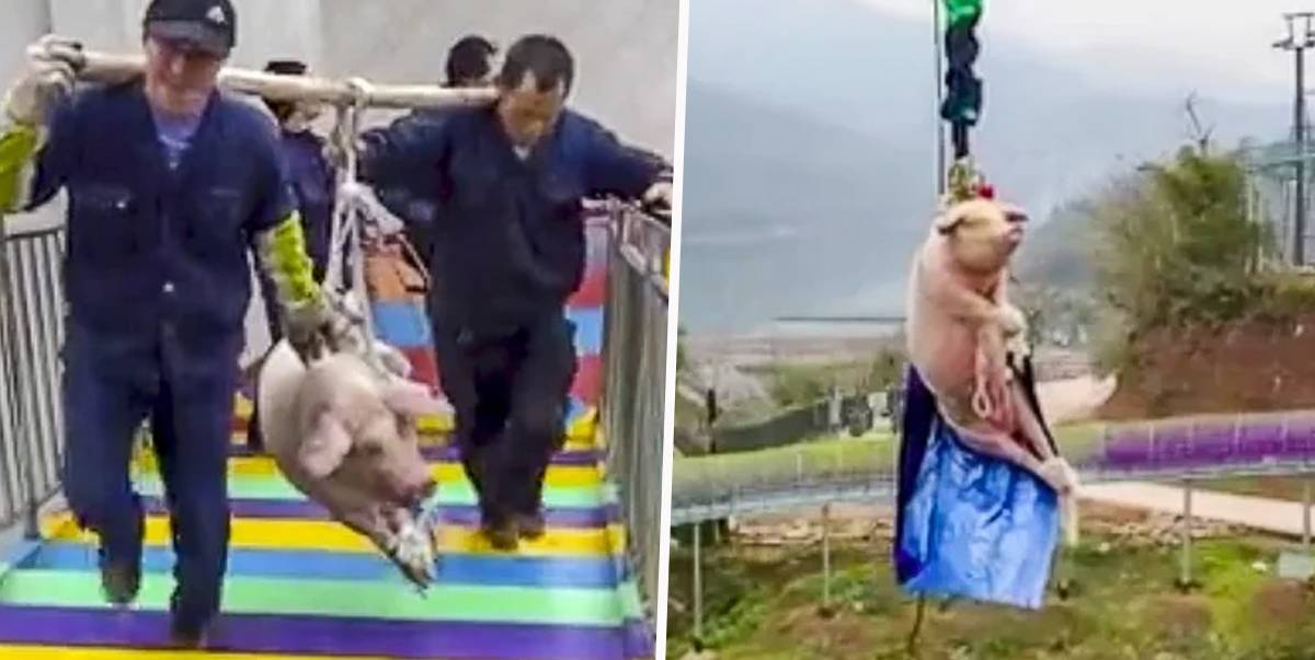 People carrying a pig for bungee jumping in china; pig forced to do a bungee jumping in China
