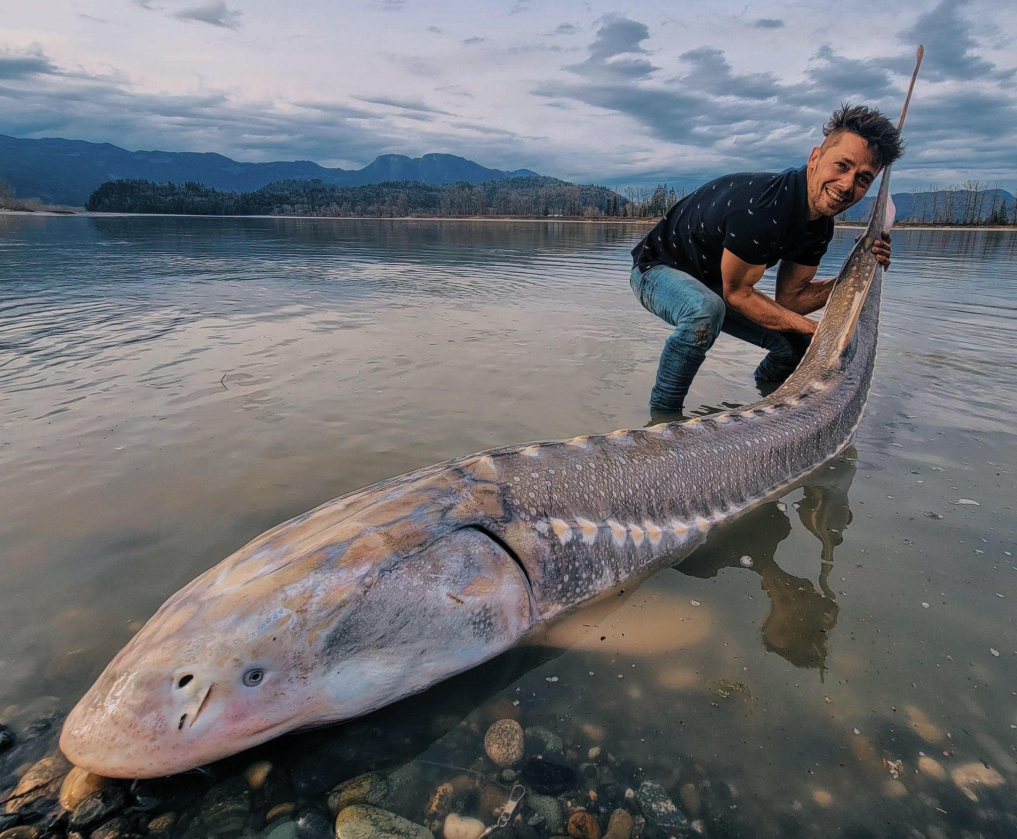 Giant Sturgeon Fish In Canada - First Caught And Then Released