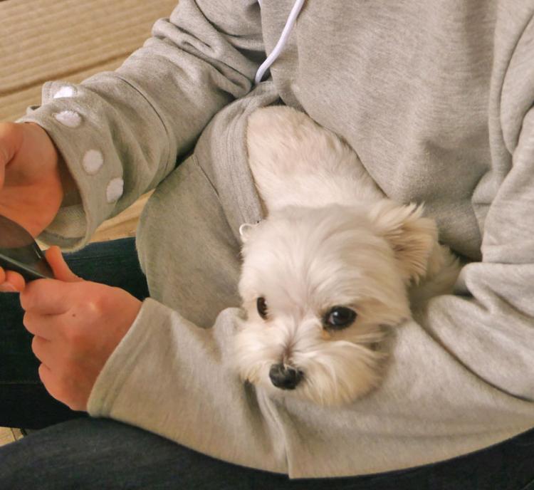 A skin-white hairy dog in the pocket of a grey hoodie