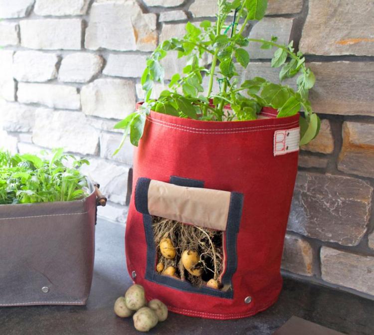 Potato plant in a red grow bag with a flap at the bottom on a black marble floor