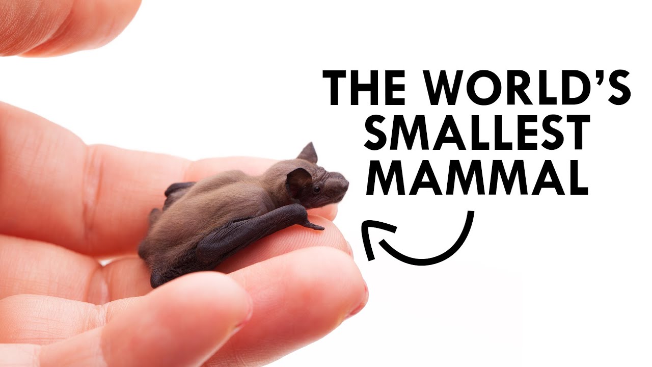 Bumblebee Bat - The World's Smallest Mammal