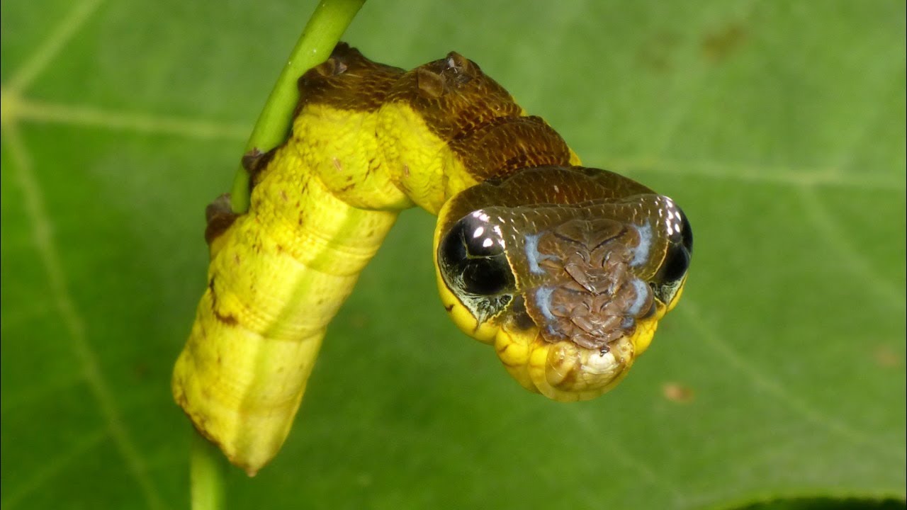 Yellow and brown snake mimic caterpillar on a leaf