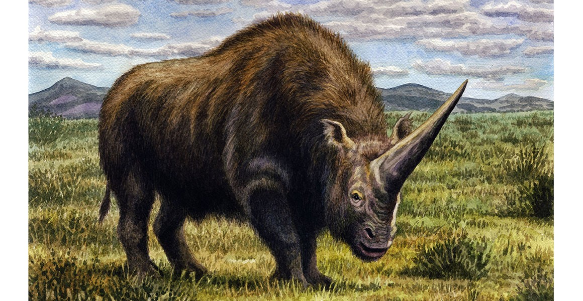 Prehistoric Elasmotherium Aka Siberian Unicorn Has Been Extinct 3900 Years Ago