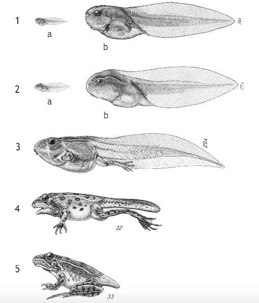 A drawing of tadpole growing into a frog