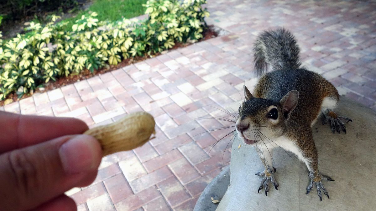 A man trying to give a peanut to a squirrel