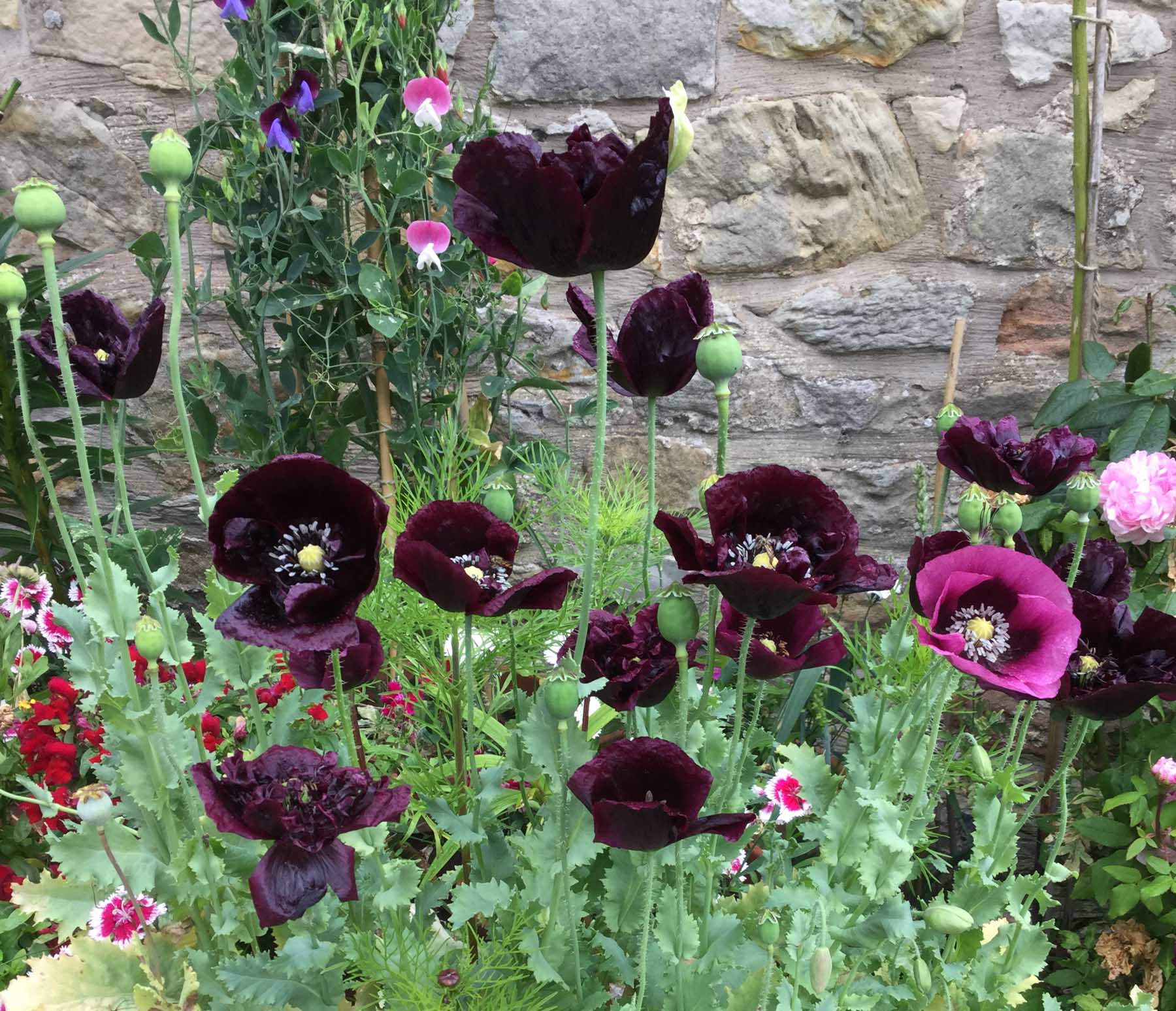 Black flowers in the garden