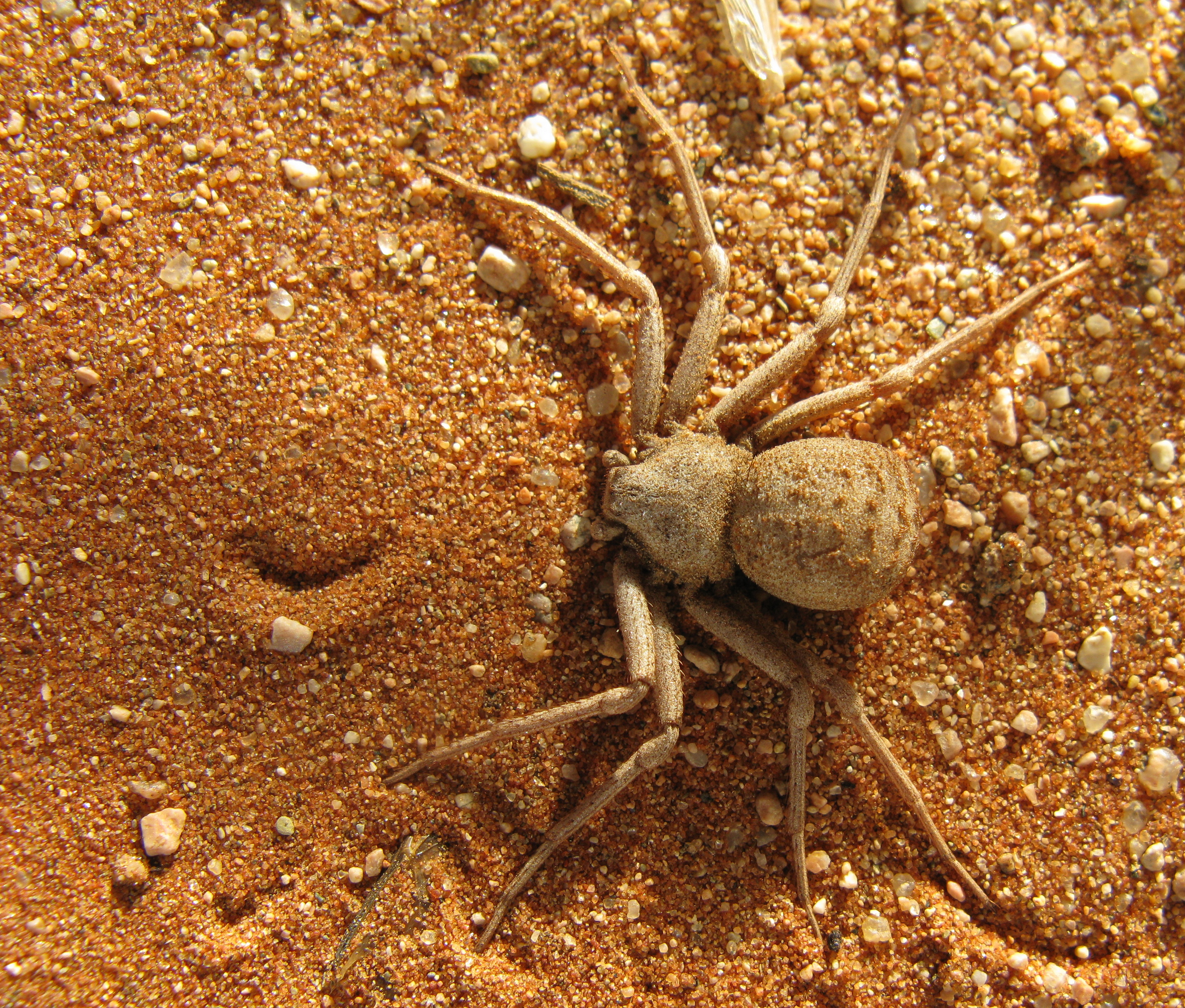 A six eyed sand spider walking on sand