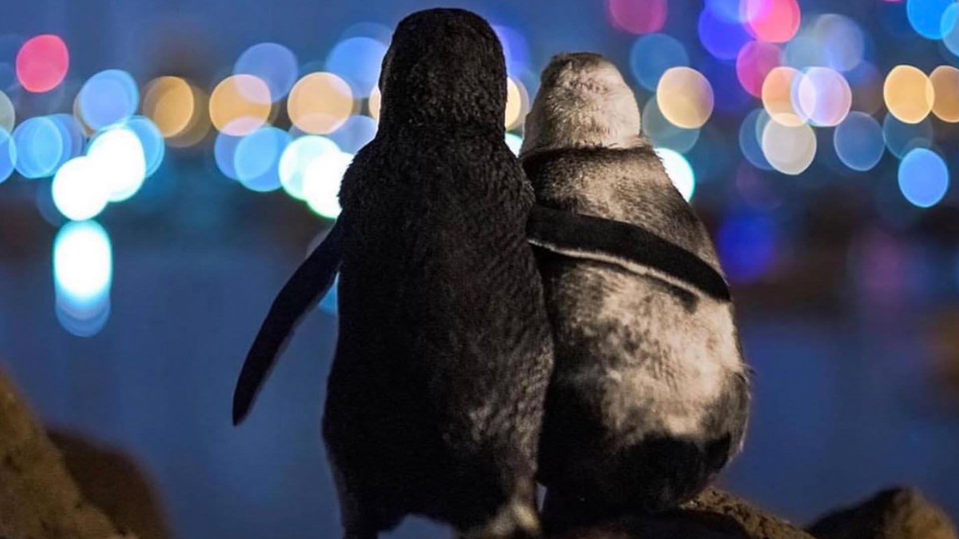 Two Widowed Penguins Photographed, Enjoying The Melbourne Skyline Together
