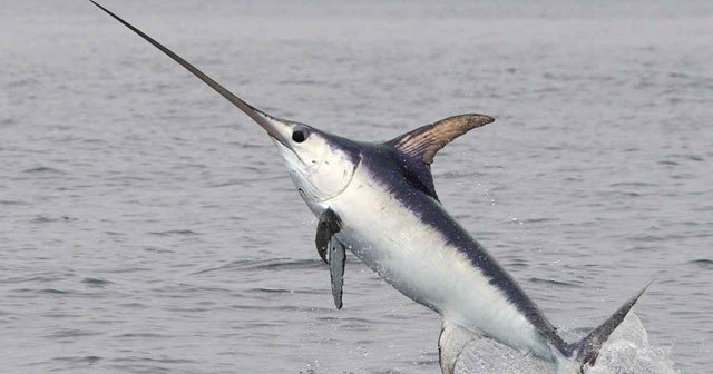 A grey-white colored swordfish jumping out of water
