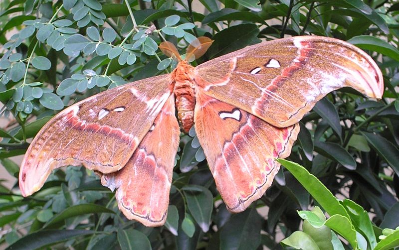Giant Moths From Philippines - Attacus Atlas