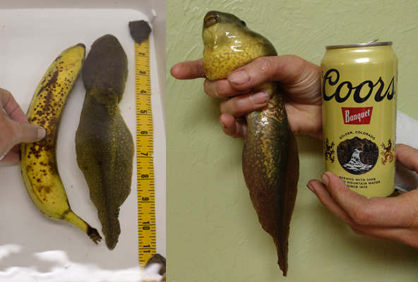 Giant tadpole and a beer size comparison; giant tadpole being measured while taking banana as a scale