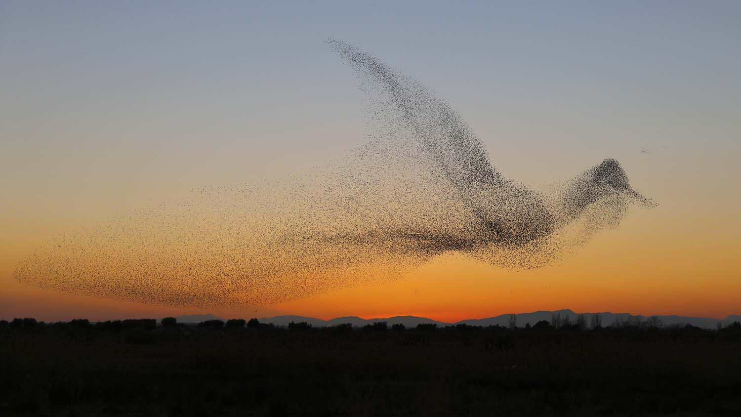 Starling Murmuration - The Reason Behind Birds Flocking Together