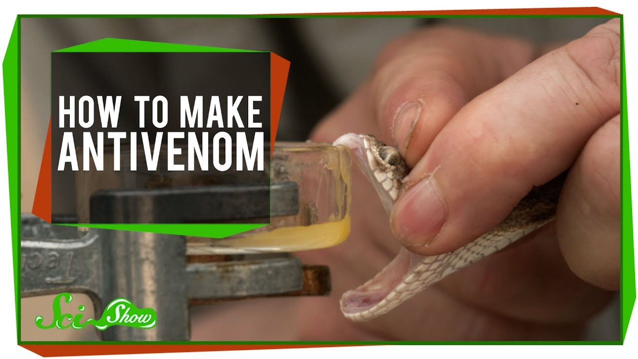 How To Make Antivenom?