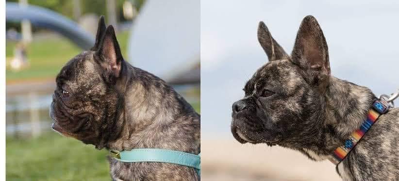 French Bulldog 101: What You Need To Know About The Frenchie