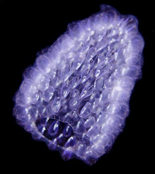 A close up shot of purple glowing pyrosome