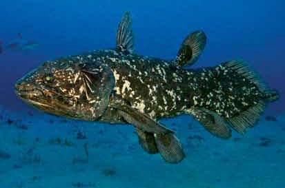 White-spotted black colored coelacanth fish in the sea