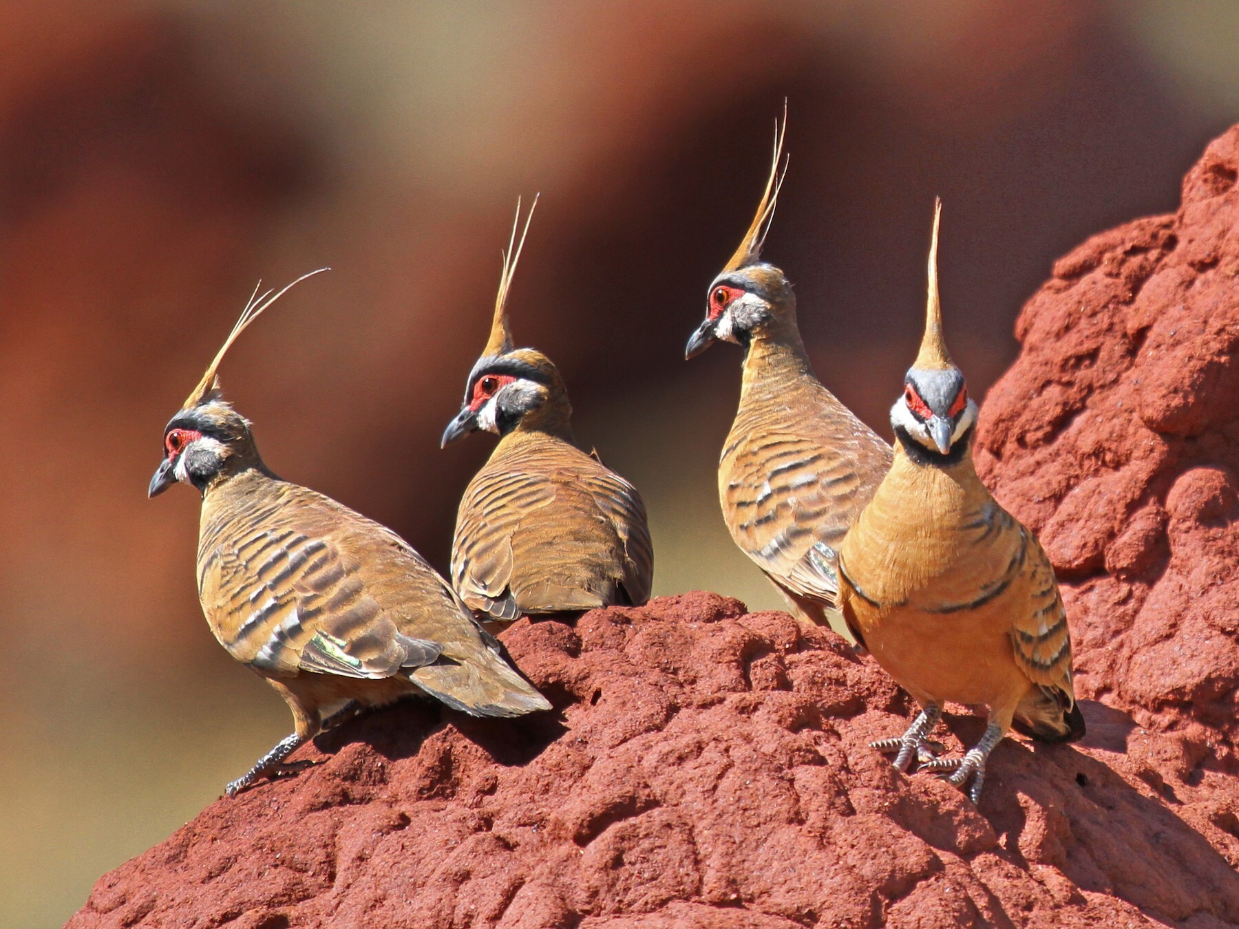 Four Spinifex Pigeon perching at the red colored stone with tiny black bars on their wings and back while its bill is black and its head has spikey feathers.