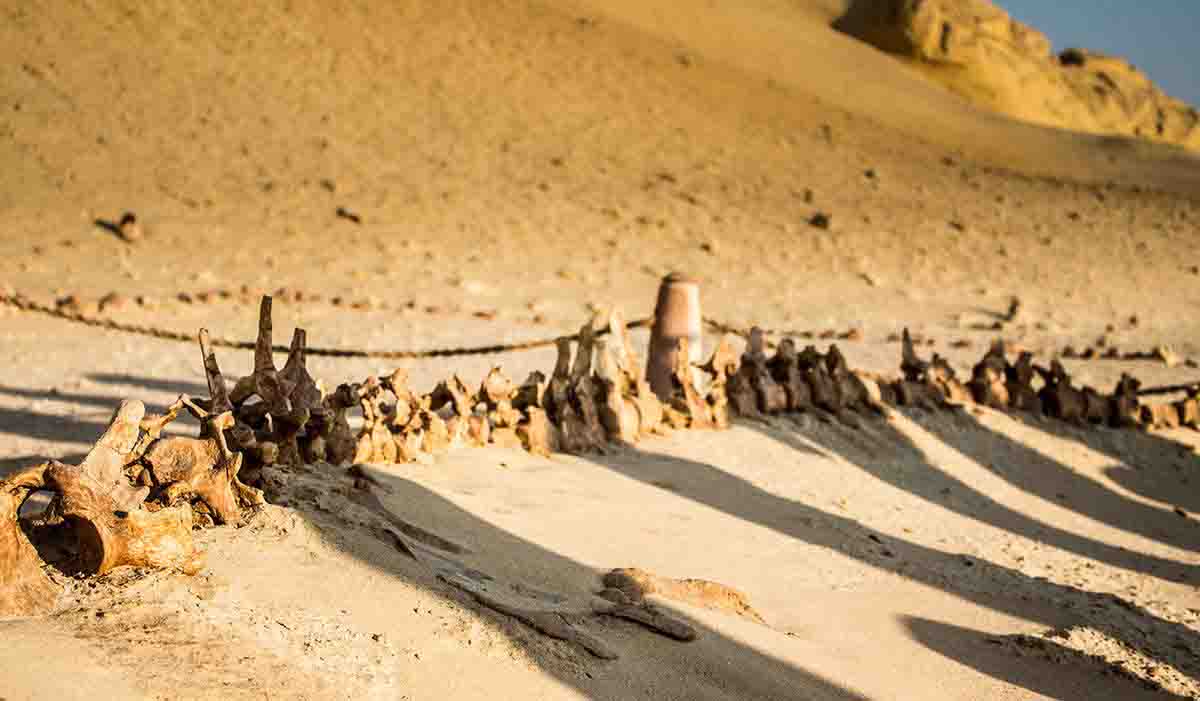 37 Million Years Old Whale Skeleton Found In Wadi Al Hitan, Egyptian Desert