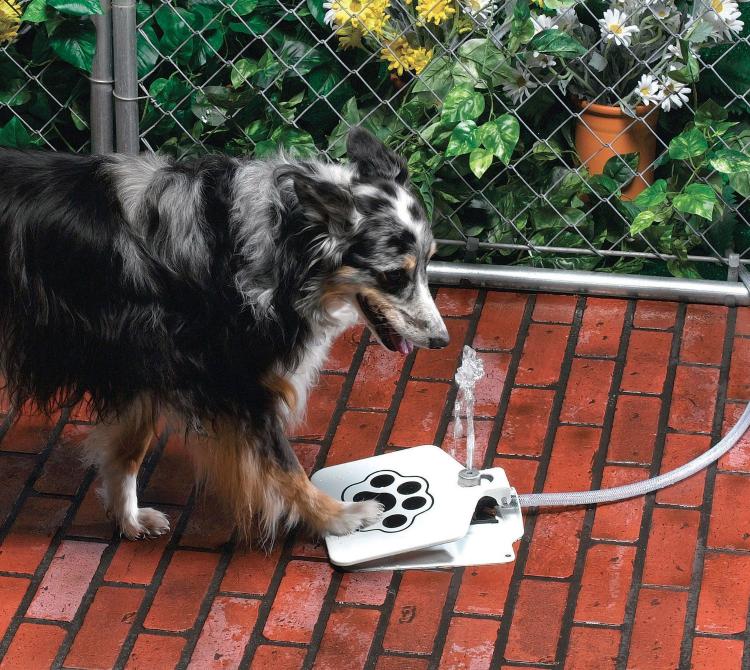 Black hairy dog pushing a white pedal water fountain on a red brick floor