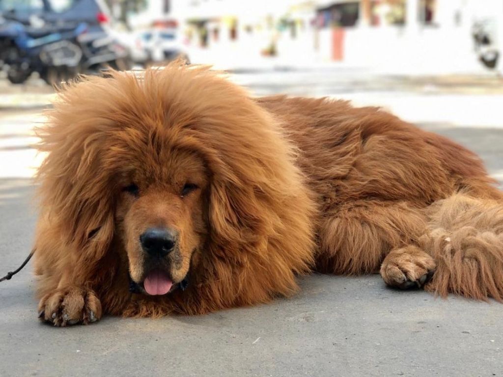 Tibetan Mastiff - Is This A Dog Or A Lion?