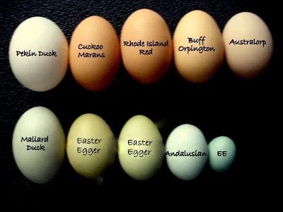 White, brown, light brown, green, etc. colored eggs on a black bg